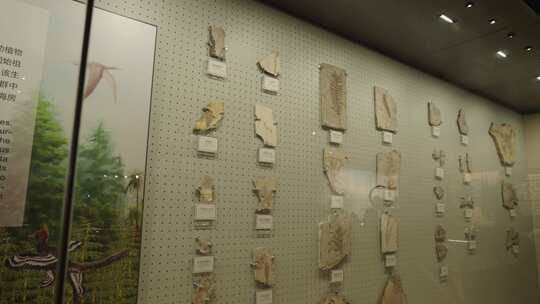 古生物博物馆里展出的史前动植物化石