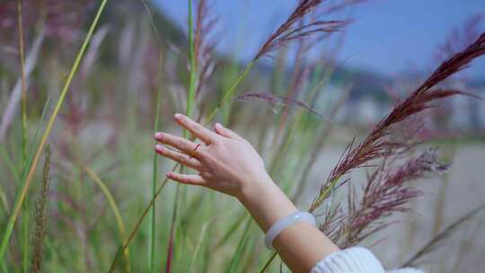 女性手触摸紫色芦苇