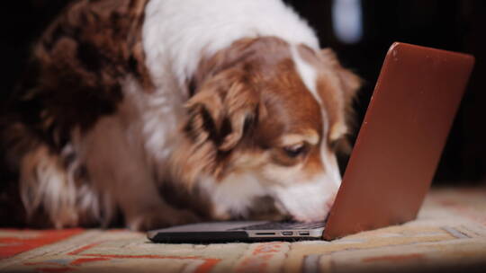 狗狗嗅笔记本电脑键盘