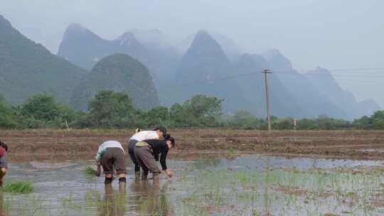 农民在水田中弯腰插秧的场景