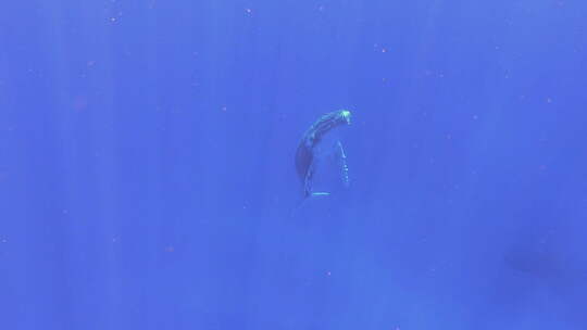 水下拍摄的鲸鱼在蓝色的海洋中游泳。
