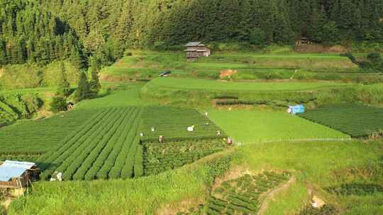 航拍广西田园田野茶山采茶