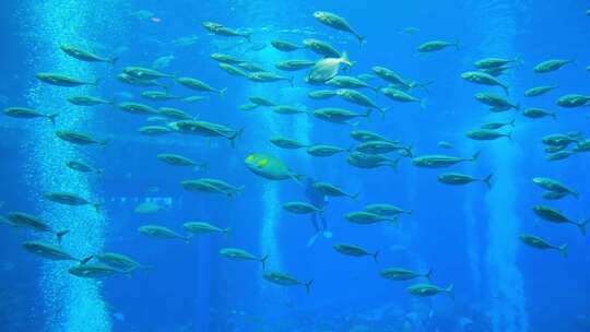 鱼群海洋馆水族馆海底世界