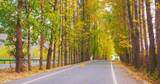 秋天树道公路行车唯美景色高清在线视频素材下载