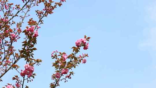 春分时节的樱花盛开