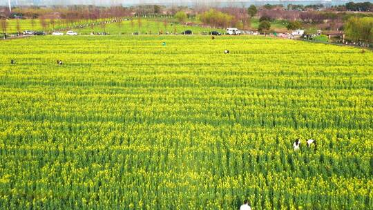 苏州林渡暖村油菜花基地航拍(推进)