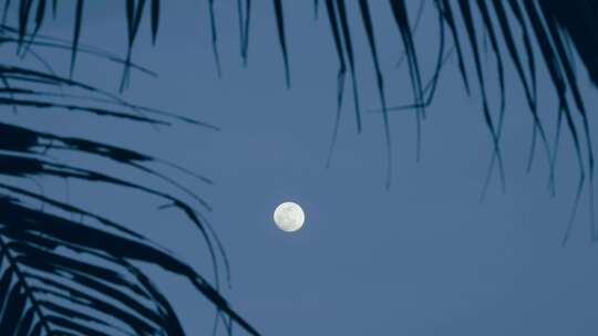 夜空下树枝包围下的满月