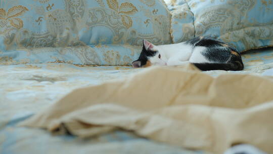衣服掉在床上猫躺在沙发上视频素材模板下载