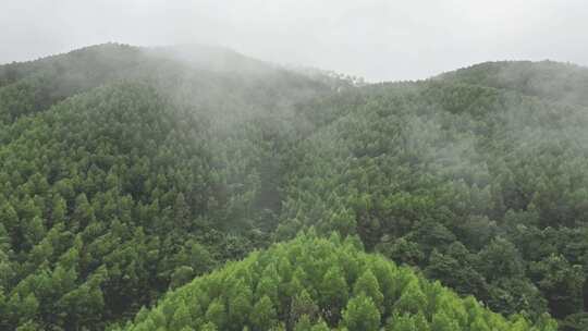 雾气笼罩的茂密山林全景