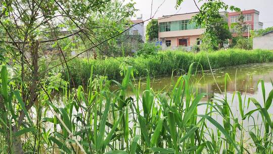 疫情城市农村街道菜园春天绿色植物