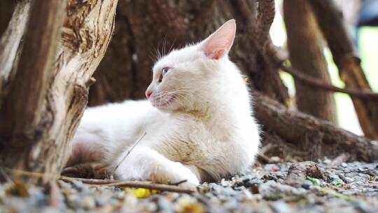 白色的猫躺在街道边休息视频素材模板下载