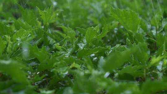 雨景暴雨雨滴植物绿叶