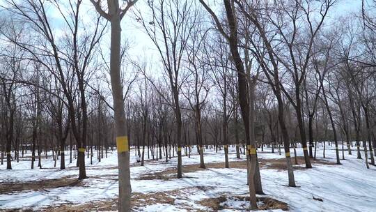 北京冬季晴朗午后的树林