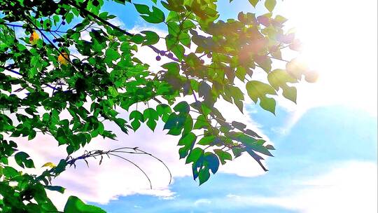 阳光蓝天白云风吹树枝树叶
