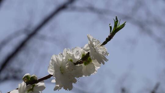 【镜头合集】白色花朵花瓣桃花梅花