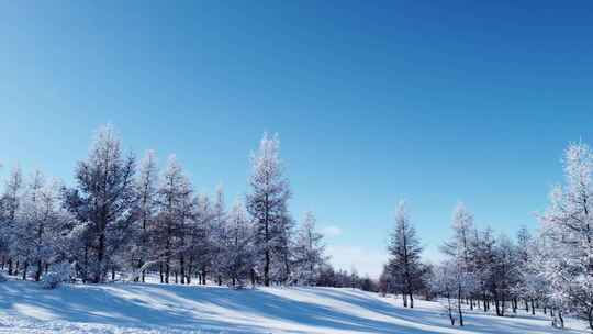 雪后树林银装素裹的冬日景象