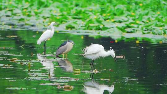 杭州西湖茅家埠春天水面上的白鹭慢镜头