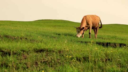 老黄牛在山坡吃草