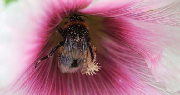 一只大条纹大黄蜂从花园多年生飞燕草的紫色花朵上收集花粉