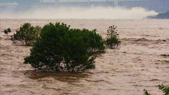 洪水过境淹没树实拍视频