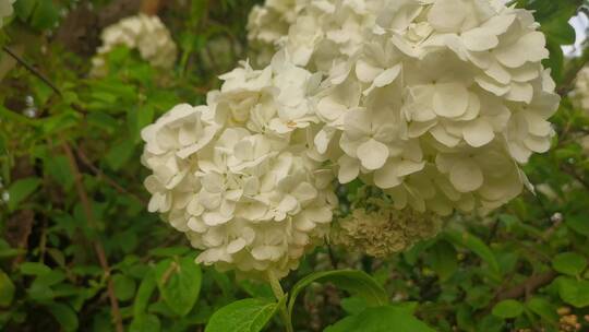 公园里的植物花朵