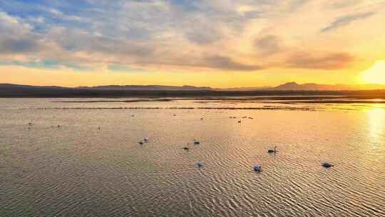 实景 夕阳下游弋在水面的天鹅温暖画面