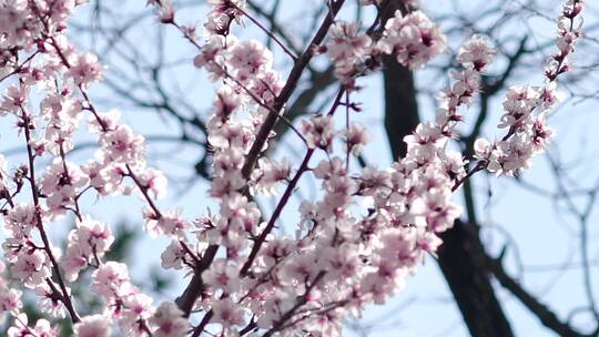 春天盛开的山桃花