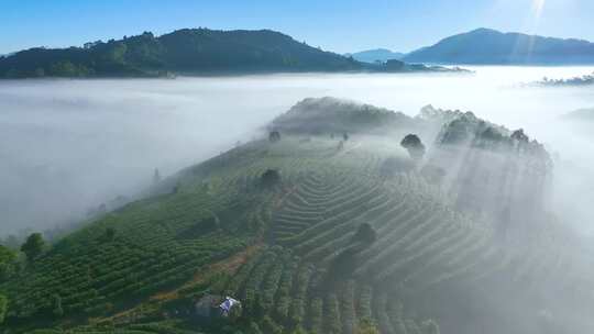 云雾缭绕的茶山