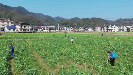 航拍农民劳作油菜花田