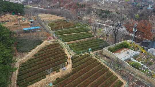 山村樱桃花开了