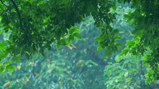 森林树叶下雨