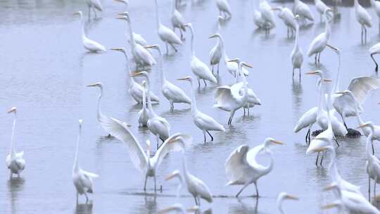 湿地栖息的白鹭群视频素材模板下载
