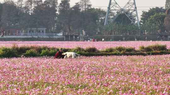 中国广东省中山市南朗街道崖口花海