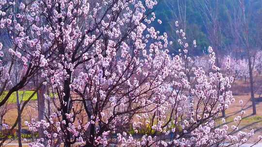 春天来一次枣庄 凤凰绿道梅园露营吧