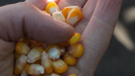农民手中的玉米粒