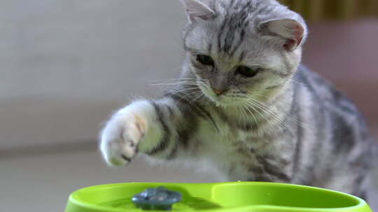可爱的美国短发小猫从喷泉里玩水