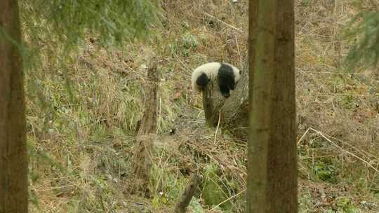 爬树的熊猫