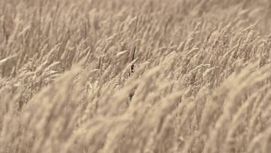风吹动着小麦
