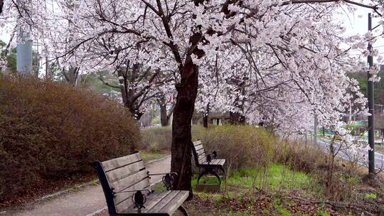 公园里美丽的樱花 春暖花开 春天花海