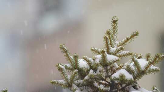 寒冷冬季下雪天的绿色植物和树木