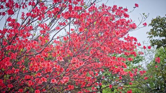 高山杜鹃花4