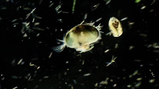 显微镜下的浮游生物，介形虫3视频素材模板下载