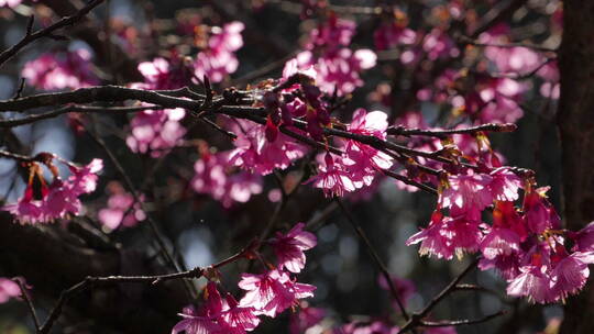 春天的樱花视频素材模板下载