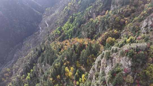 青海互助北山秋林航拍视频