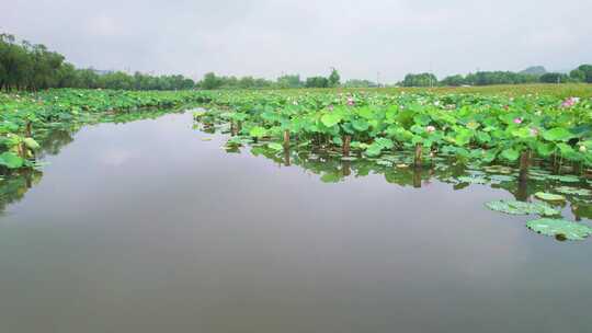 杭州湘湖十里荷塘风景航拍