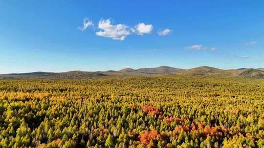 秋季航拍茫茫林海五颜六色240916-34