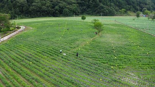 【4K】曾家山采摘辣椒