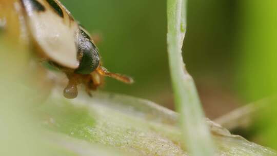 瓢虫瓢虫蚊子科甲壳虫