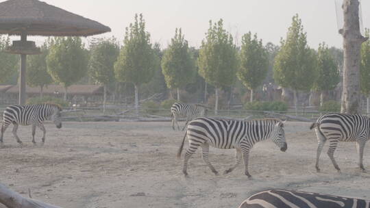动物园斑马和长颈鹿