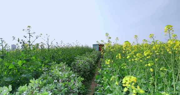 田野中的油菜花海景象